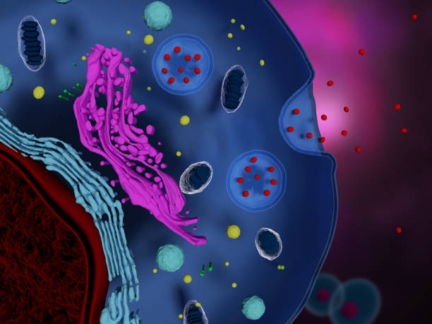 什么是間充質(zhì)干細胞外泌體-治療機制-為何未大規(guī)模臨床應用? 什么是間充質(zhì)干細胞外泌體-治療機制-為何未大規(guī)模臨床應用?