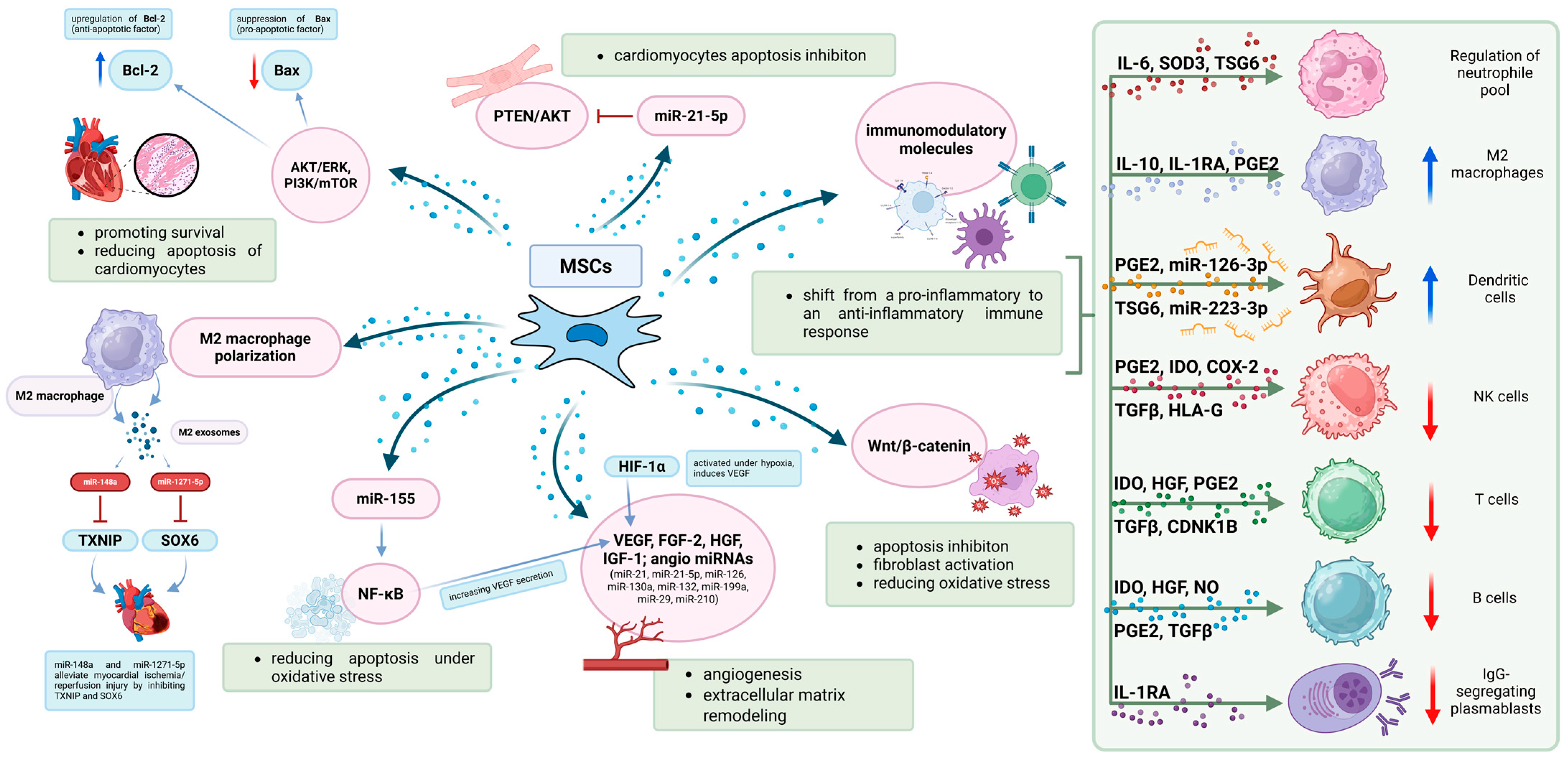 圖2：MSC發(fā)揮治療作用的機(jī)制。MSC在調(diào)節(jié)免疫反應(yīng)和支持心臟組織修復(fù)方面發(fā)揮著關(guān)鍵作用。