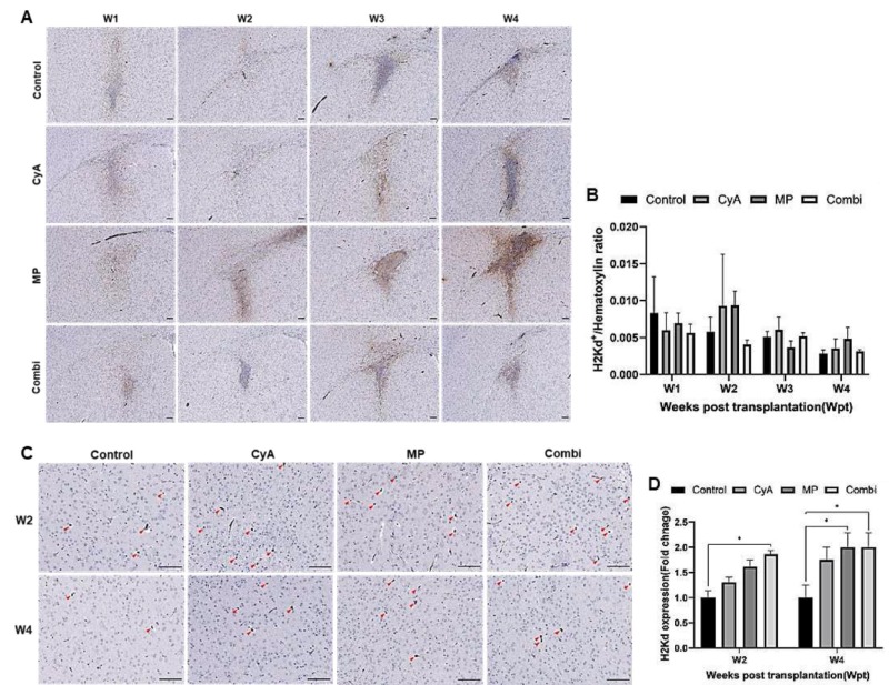 圖10：ICR NSCs同種異體移植到紋狀體免疫抑制的C57BL/6小鼠腦內(nèi)的存活情況。