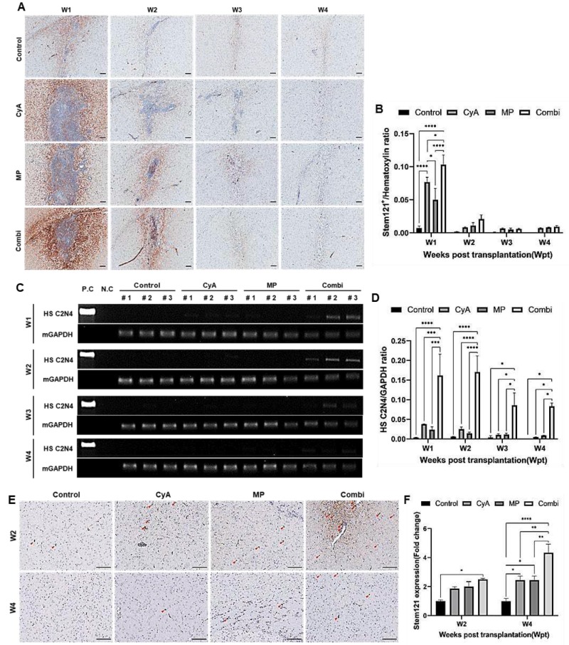 圖6：ahNSCs異種移植到紋狀體免疫抑制的C57BL/6小鼠腦內(nèi)的存活率