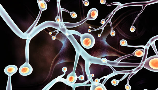 從靜息到激活：靶向腦室下區的神經干細胞實現帕金森病原位神經再生