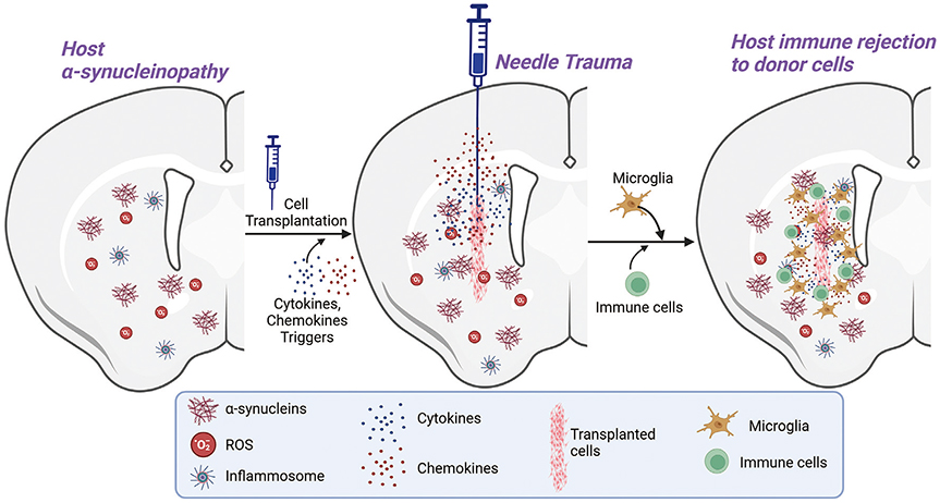 圖1:限制供體細胞存活和植入的因素。 圖1:限制供體細胞存活和植入的因素。