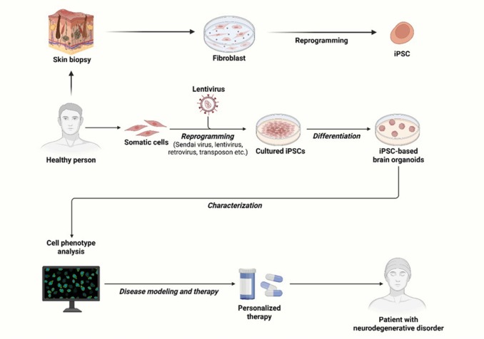 圖2.使用iPSC衍生的類器官對ND進行建模和治療的說明。