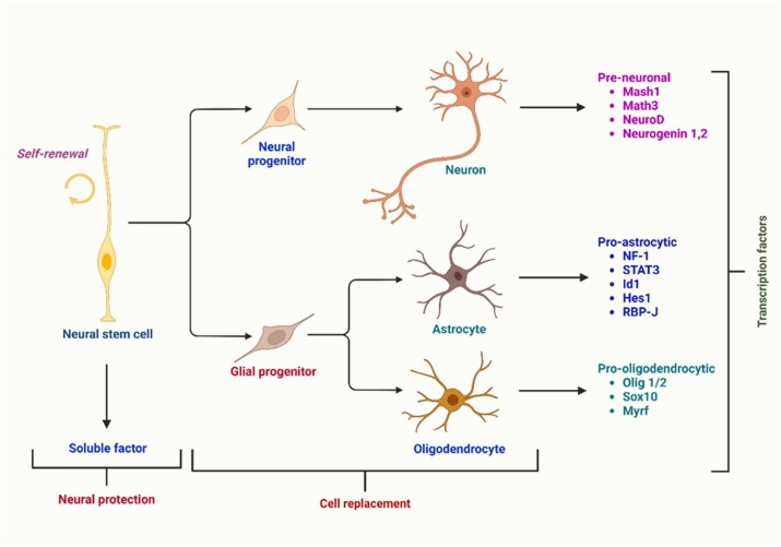 圖1：根據(jù)伴隨的轉(zhuǎn)錄因子，神經(jīng)干細胞分化為三種主要類型的神經(jīng)細胞：星形膠質(zhì)細胞、少突膠質(zhì)細胞和神經(jīng)元。