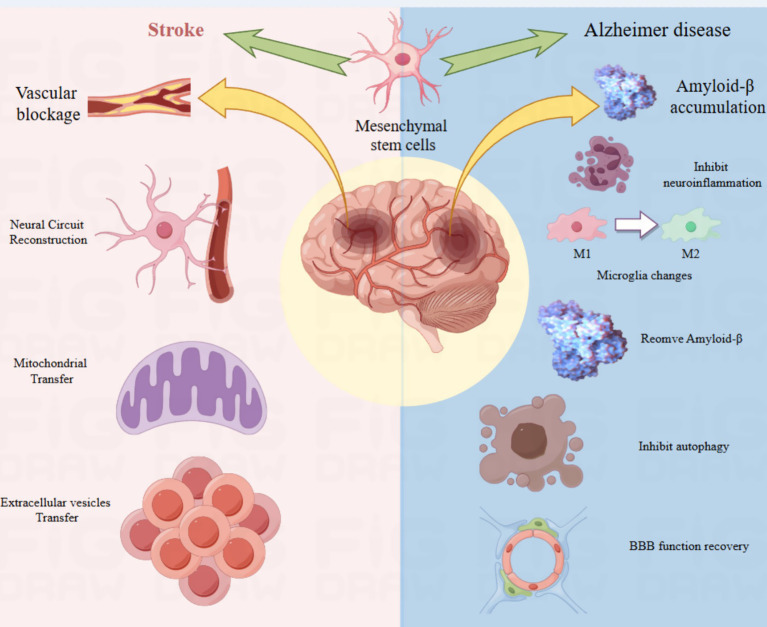 圖4：該圖說(shuō)明了間充質(zhì)干細(xì)胞在神經(jīng)發(fā)生中的作用機(jī)制。