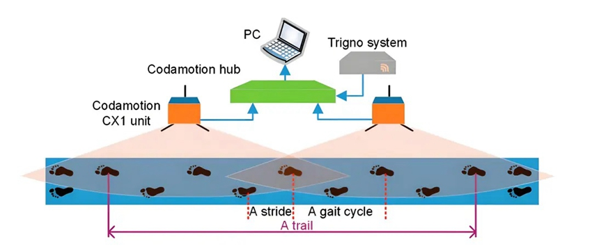 患者步態周期中表面肌電數據采集分析系統模型