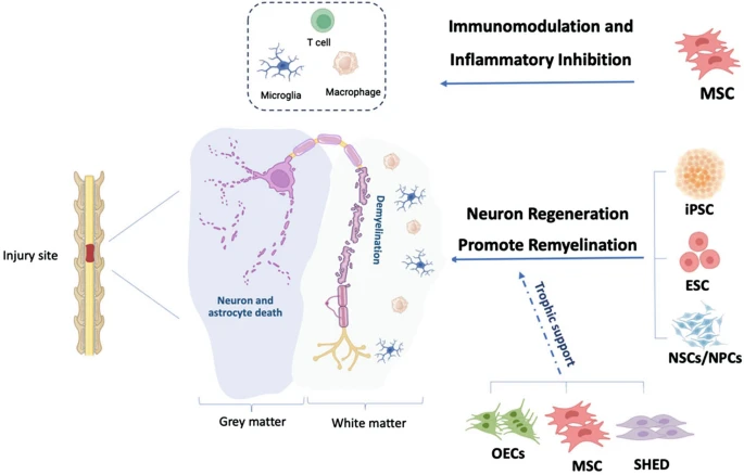圖2：脊髓損傷細(xì)胞治療的細(xì)胞靶點(diǎn)和潛在機(jī)制。