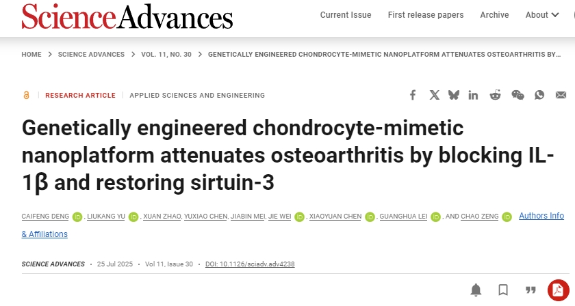 基因工程軟骨細胞模擬納米平臺通過阻斷IL-1β和恢復sirtuin-3來減輕骨關節炎 基因工程軟骨細胞模擬納米平臺通過阻斷IL-1β和恢復sirtuin-3來減輕骨關節炎