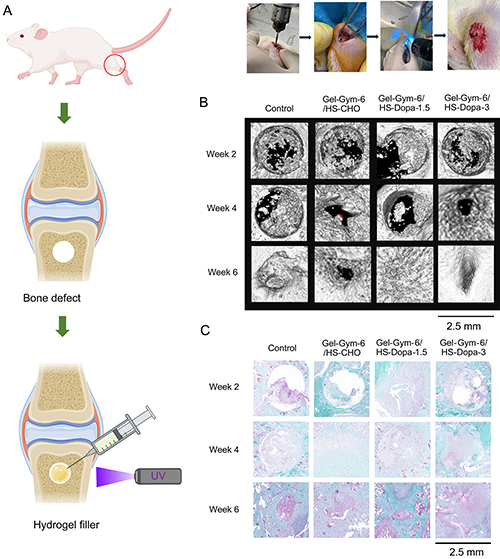 Gel-Gym/HS-Dopa水凝膠用于骨損傷治療的實驗結果 Gel-Gym/HS-Dopa水凝膠用于骨損傷治療的實驗結果