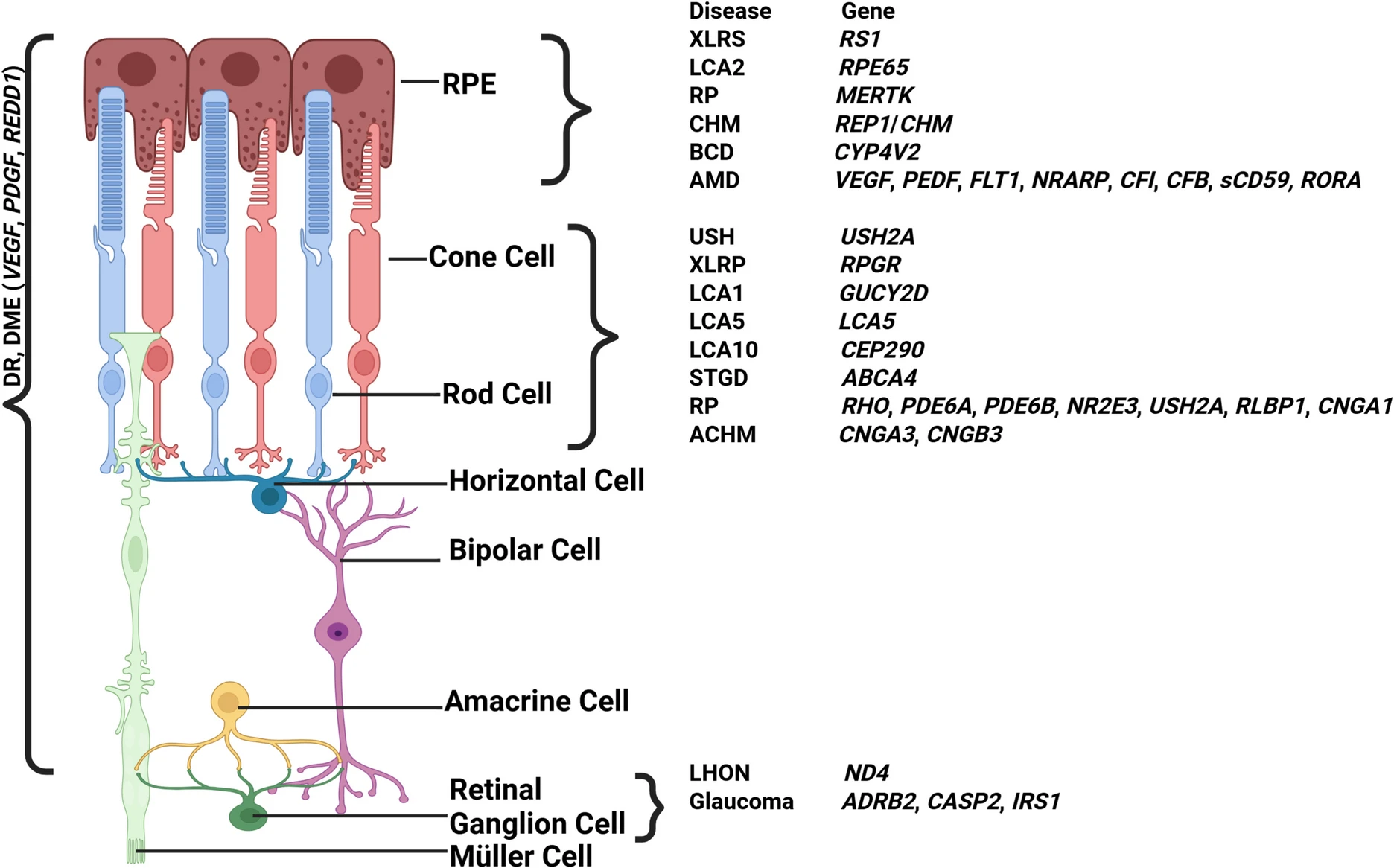 圖3：視網(wǎng)膜退行性疾病及相關(guān)基因示意圖。