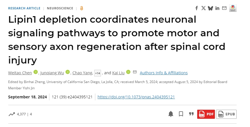 脂磷脂1耗竭協(xié)調(diào)神經(jīng)元信號通路以促進(jìn)脊髓損傷后運(yùn)動和感覺軸突再生 脂磷脂1耗竭協(xié)調(diào)神經(jīng)元信號通路以促進(jìn)脊髓損傷后運(yùn)動和感覺軸突再生