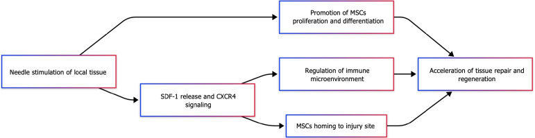 圖2：針刺與間充質(zhì)干細胞協(xié)同機制示意圖。