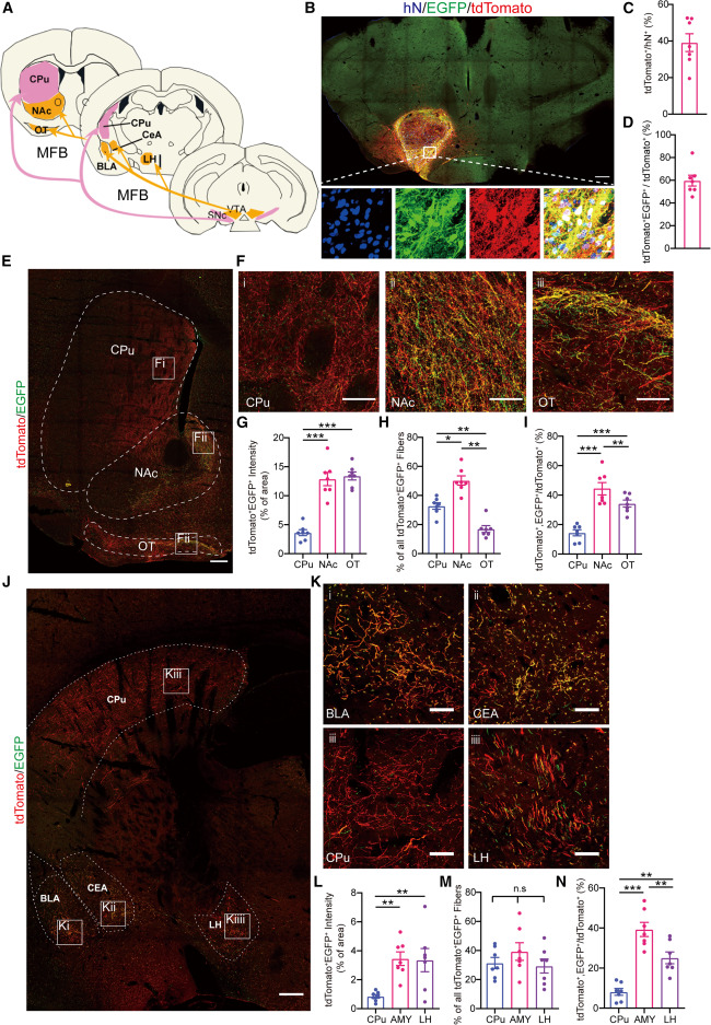 圖2：同源移植的mDA神經(jīng)元的亞型特異性軸突投射