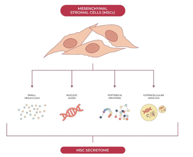 基于間充質(zhì)干細(xì)胞的人類疾病治療具有雙重益處：組織再生和釋放支持全身愈合的生物活性分子。