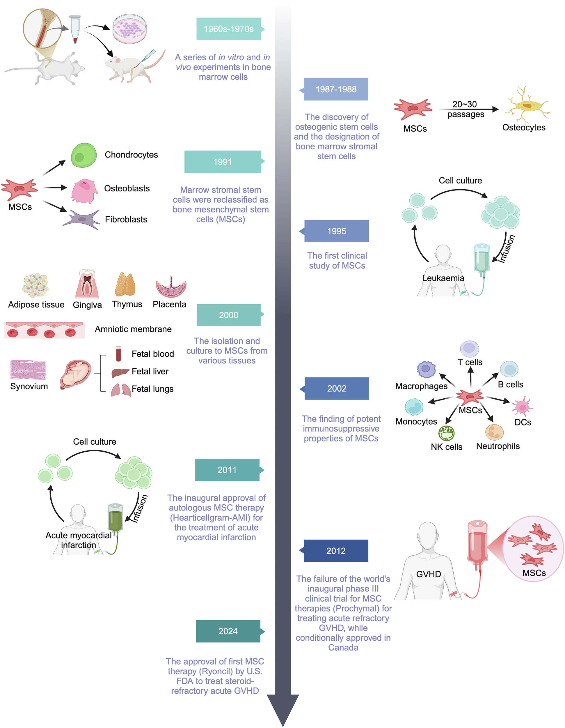 圖1：MSCs及其相關治療研究的歷史和里程碑。
