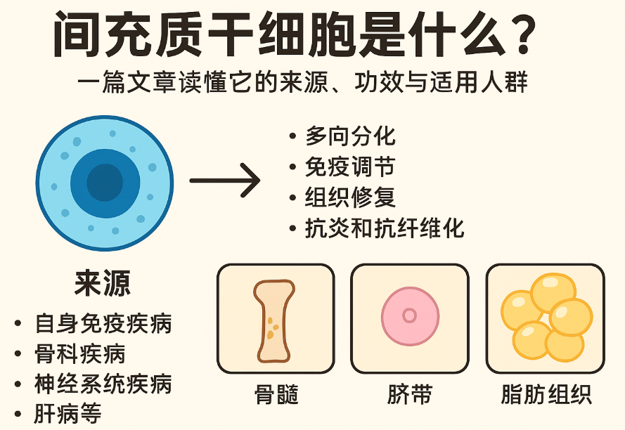 間充質(zhì)干細(xì)胞是什么？一篇文章讀懂它的來(lái)源、功效與適用人群