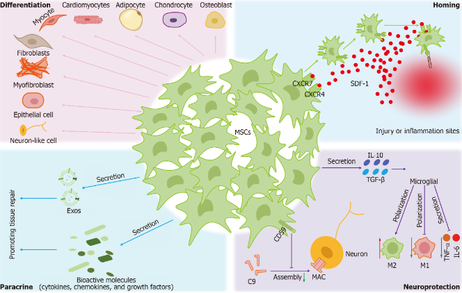 圖2：間充質干細胞的治療機制。