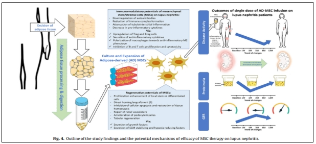在實(shí)驗(yàn)中，研究人員觀察到ADMS1的表達(dá)增加與關(guān)節(jié)疼痛和炎癥之間的關(guān)系