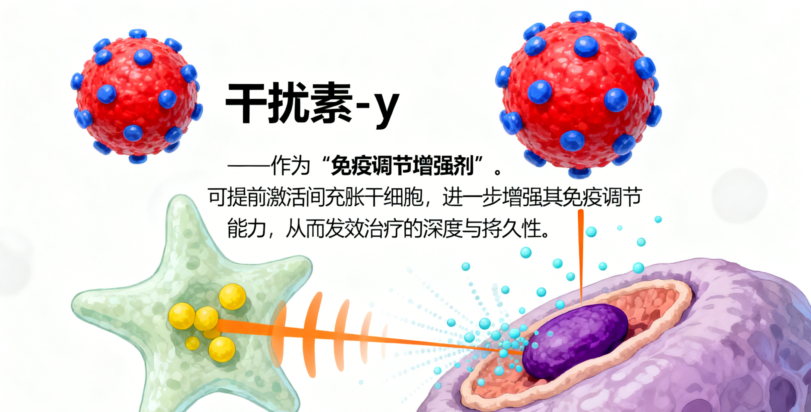 干擾素-γ作為"免疫調(diào)節(jié)增強(qiáng)劑"，可提前激活間充質(zhì)干細(xì)胞，進(jìn)一步增強(qiáng)其免疫調(diào)節(jié)能力，從而提升治療的深度與持久性