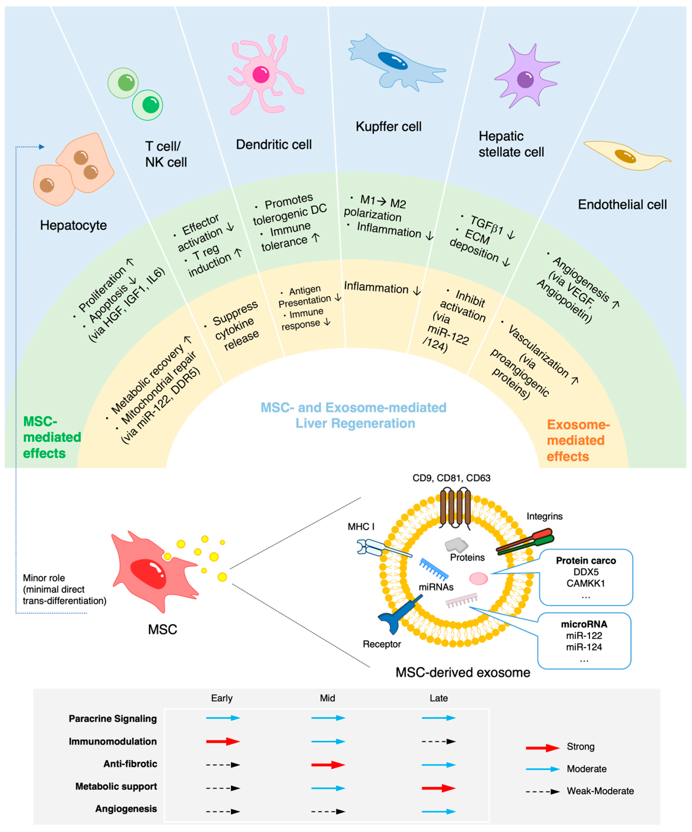 圖1：MSC介導的肝臟再生機制。MSC的作用并非嚴格按順序發生，而是多個過程相互重疊，其優勢程度取決于肝損傷和修復的不同階段。