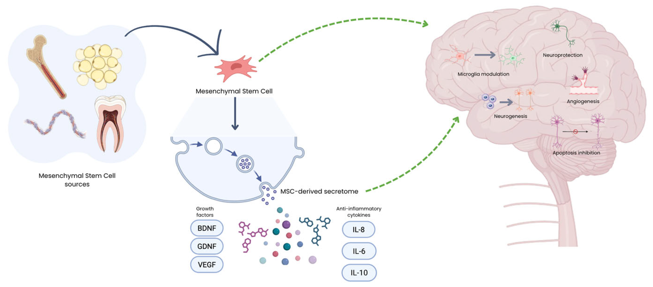圖1：MSC來源及其在神經退行性疾病中的治療機制示意圖。給藥后，MSC主要通過釋放生物活性分泌組發揮作用，該分泌組由細胞外囊泡、生長因子和免疫調節細胞因子組成。