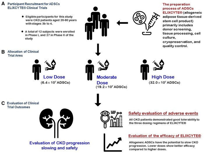 該圖文摘要總結(jié)了ELIXCYTE臨床試驗(yàn)，重點(diǎn)介紹了慢性腎臟病（CKD）患者的招募、異體脂肪干細(xì)胞（ADSCs）低劑量、中劑量和高劑量組的分配以及療效評估。試驗(yàn)證實(shí)了良好的安全性，延緩了CKD的進(jìn)展，并在較低劑量下顯示出更佳的療效，凸顯了ELIXCYTE在CKD治療中的治療潛力。