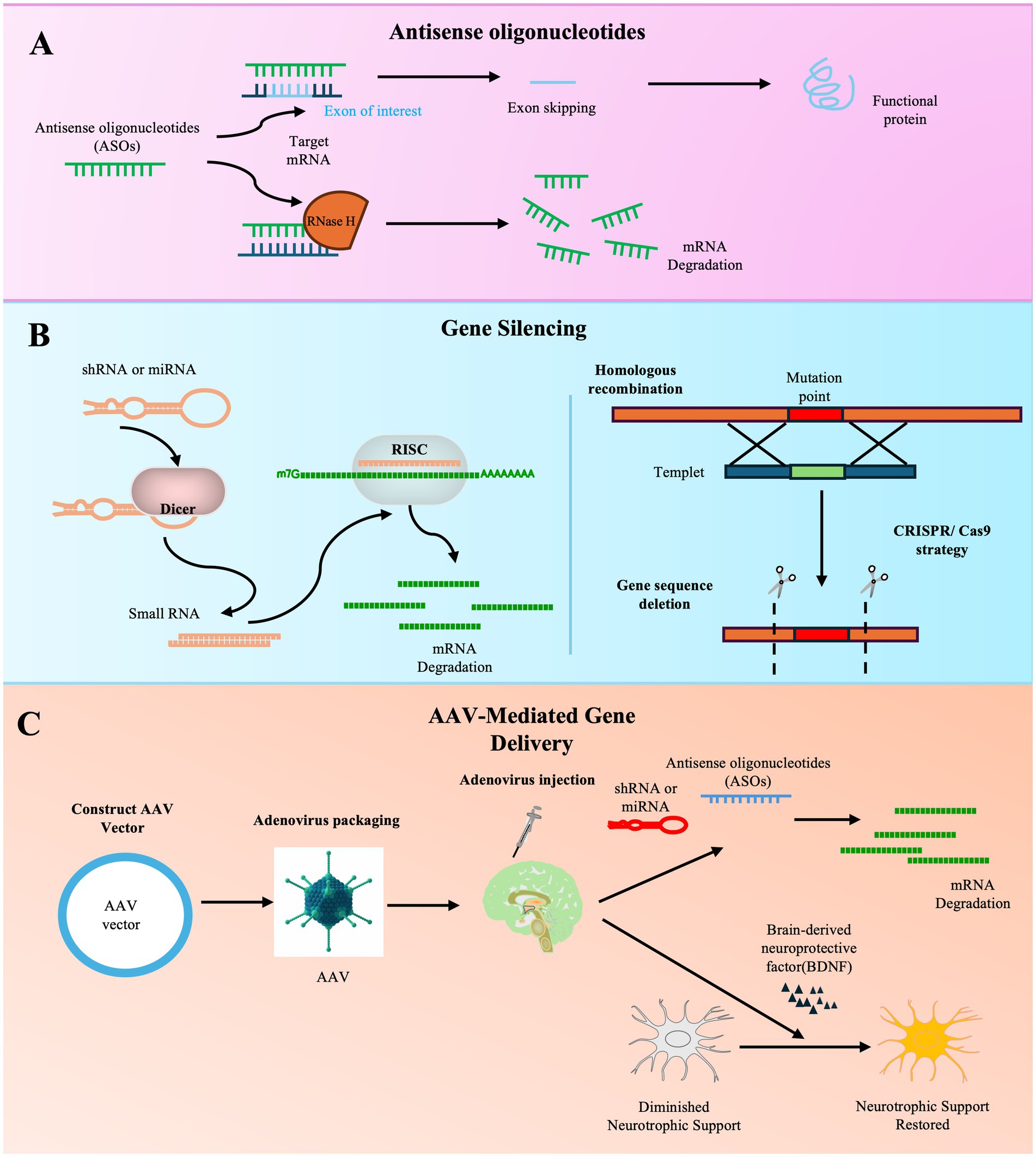 圖3:基因治療ALS方法的示意圖。 圖3:基因治療ALS方法的示意圖。
