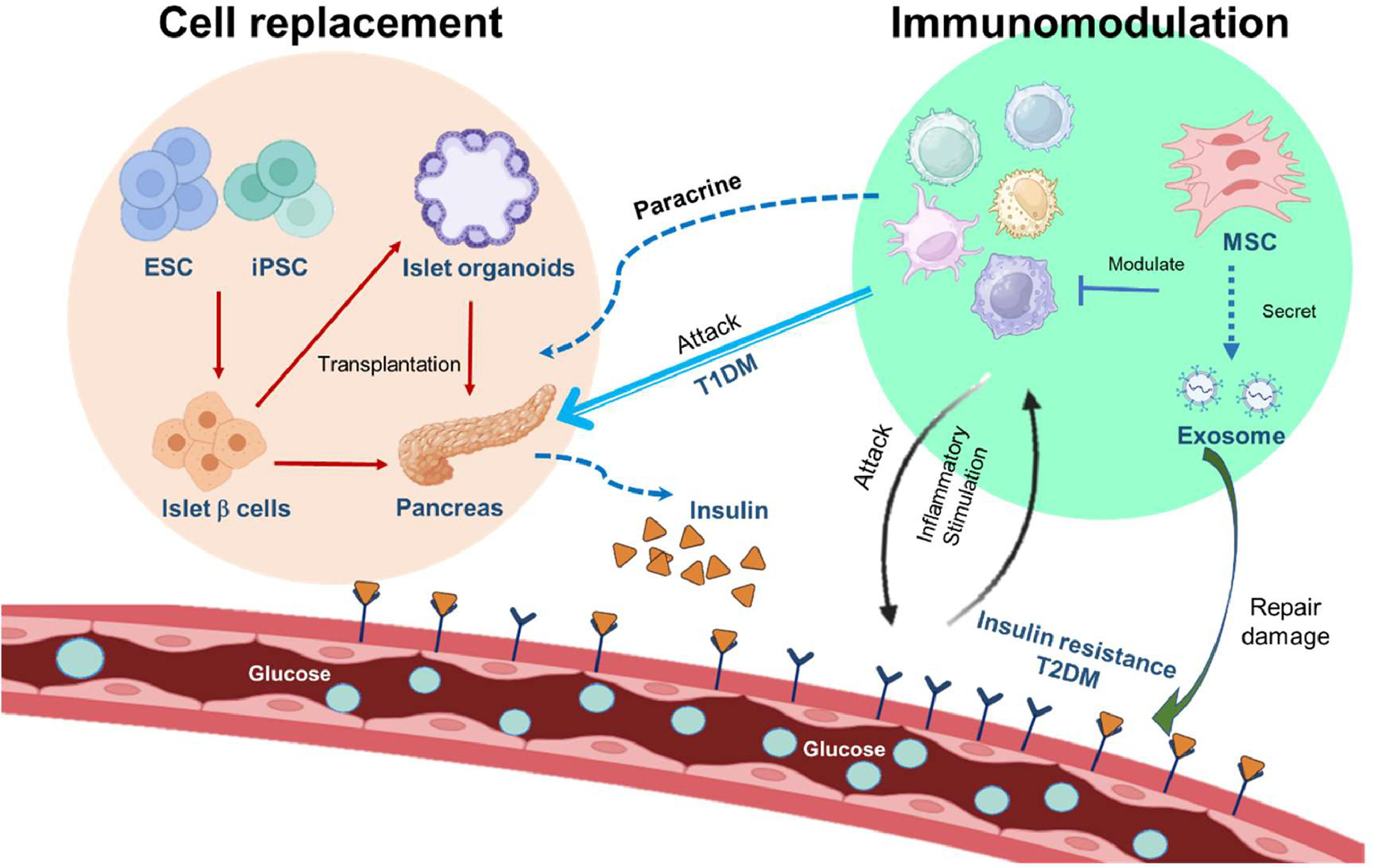 圖2.干細(xì)胞治療糖尿病的機(jī)制。