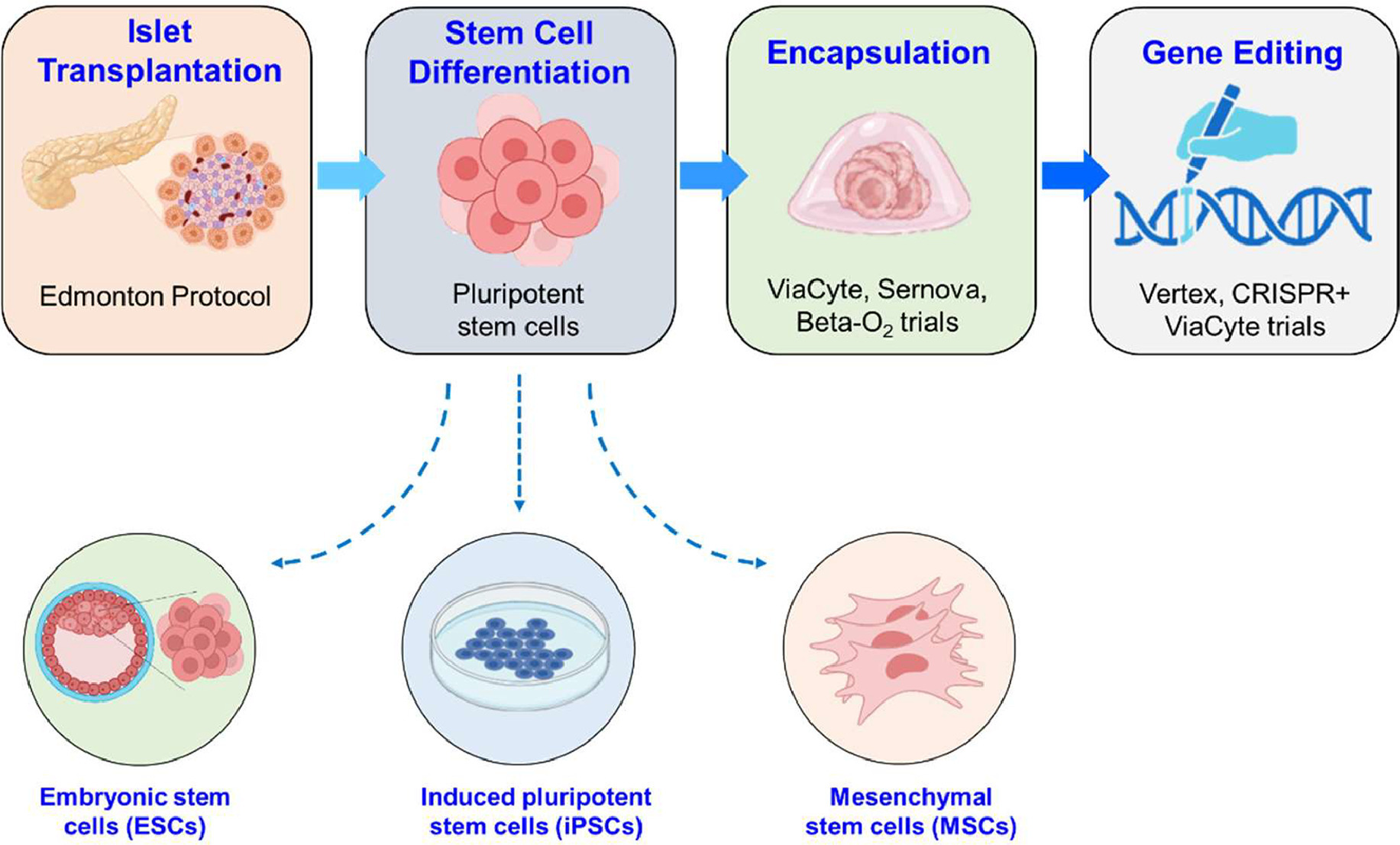 圖 1.基于干細(xì)胞的糖尿病療法的發(fā)展歷程。