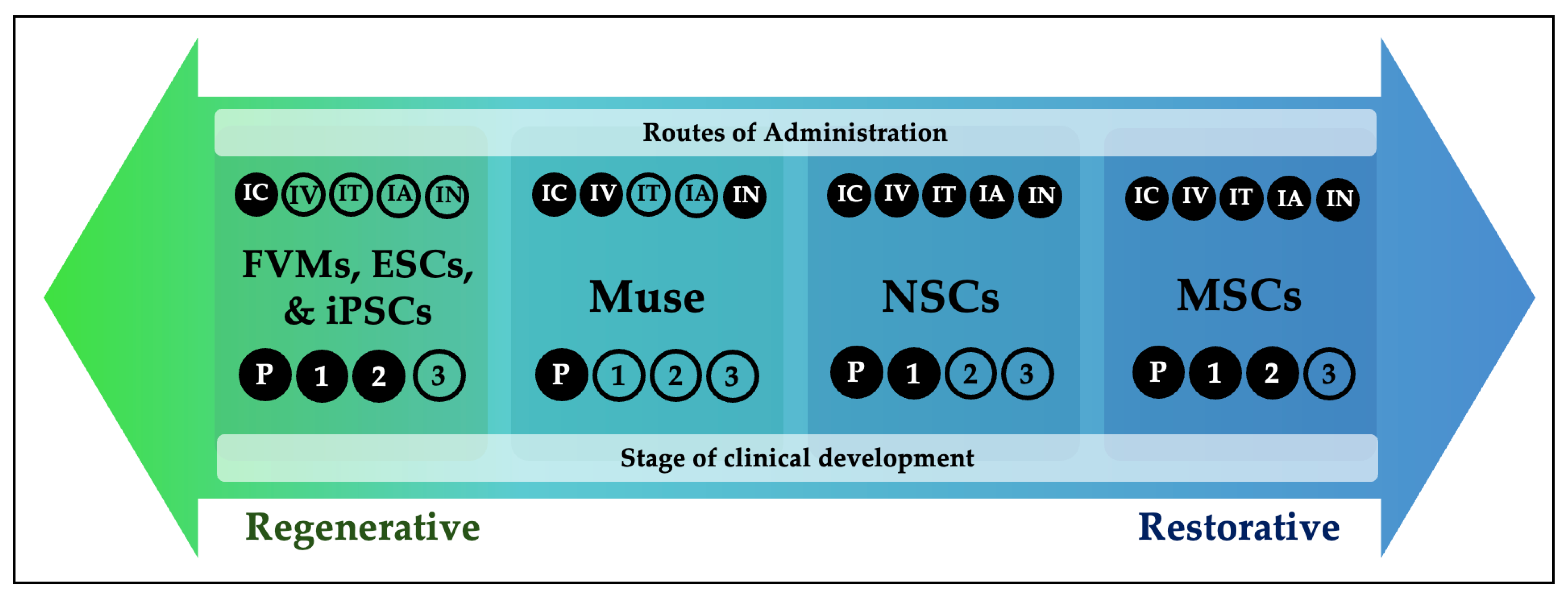 圖1:帕金森病干細胞療法的再生-修復概念連續體。帕金森病干細胞療法的概念可以理解為一個從以再生為主到以修復為主的連續體。圖中展示了每種細胞類型的給藥途徑和臨床開發階段。